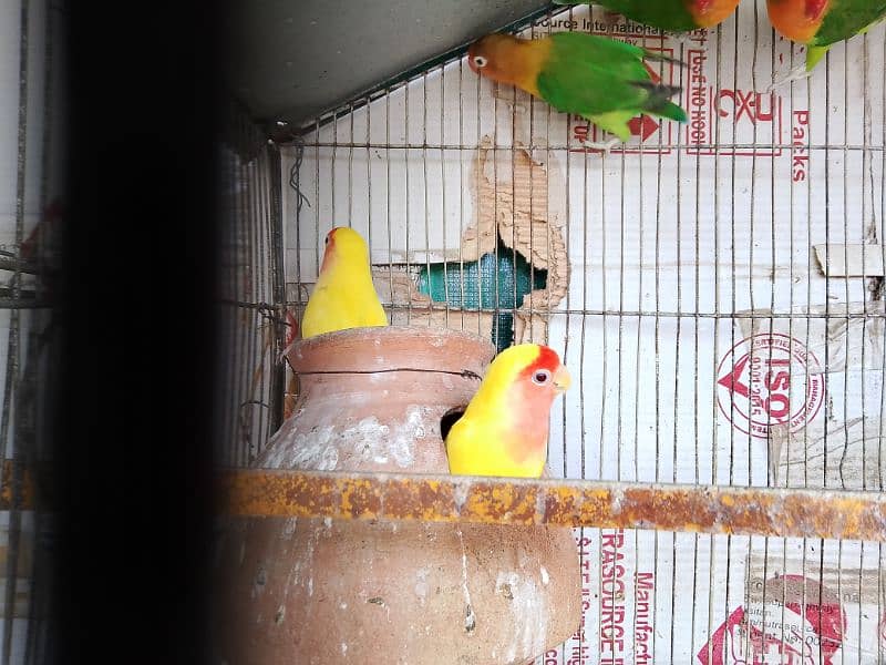 love bird (sable,fisher,lutino) breeder pair for sale with eggs 6