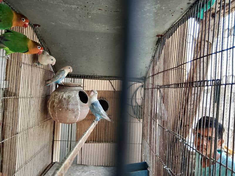 love bird (sable,fisher,lutino) breeder pair for sale with eggs 7