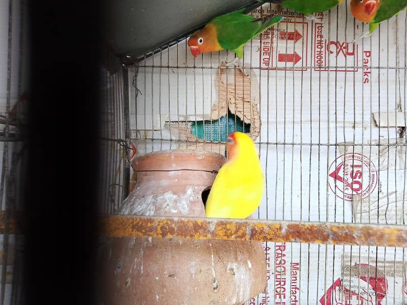 love bird (sable,fisher,lutino) breeder pair for sale with eggs 9