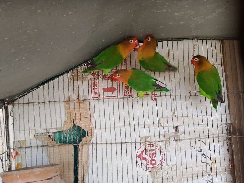 love bird (sable,fisher,lutino) breeder pair for sale with eggs 10