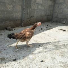 aseel hen for sale