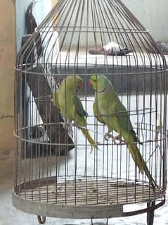 Ringneck pair ( Friendly+Breeding)