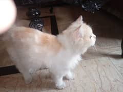 White golden persian cat(final price 20000 but one condition)