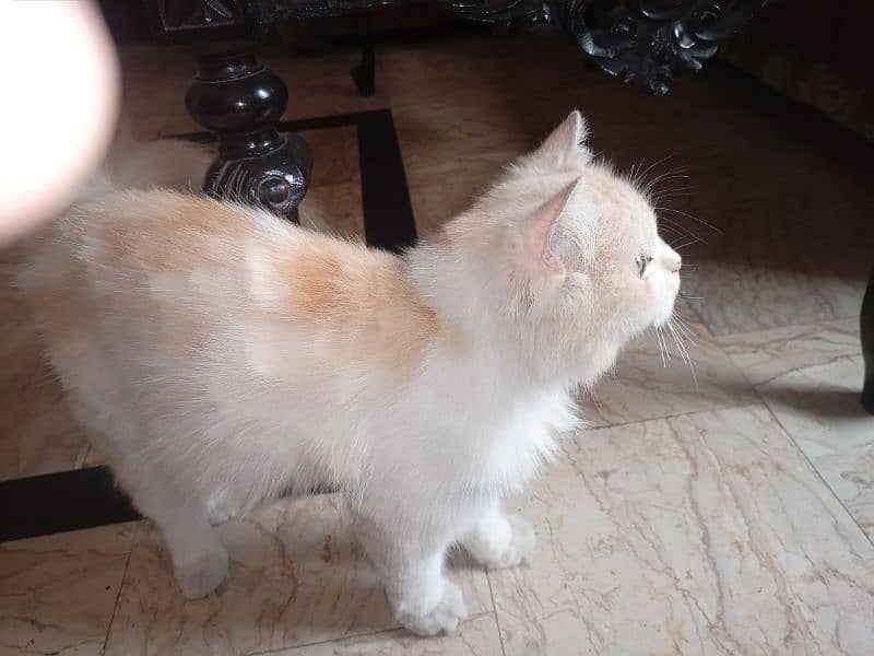 White golden persian cat(final price 20000 but one condition) 0