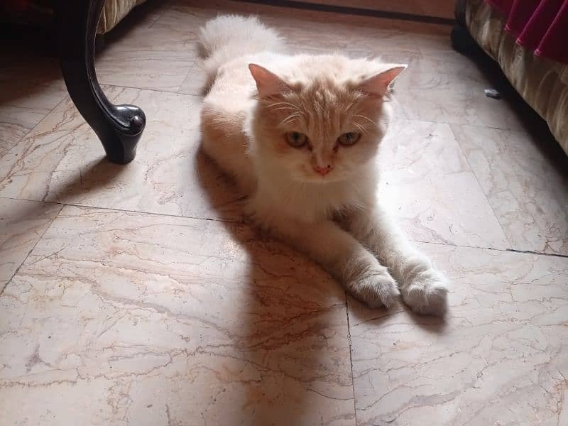 White golden persian cat(final price 20000 but one condition) 1