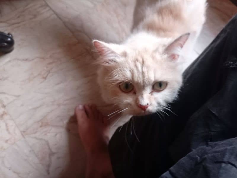 White golden persian cat(final price 20000 but one condition) 2