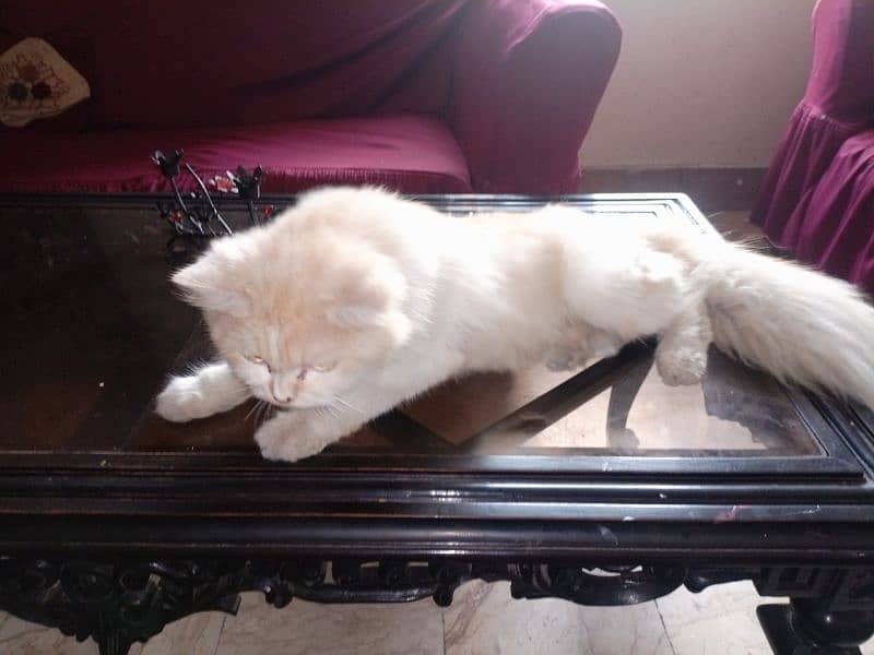 White golden persian cat(final price 20000 but one condition) 3