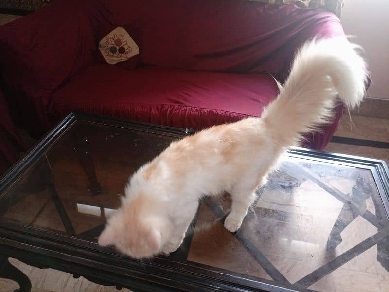 White golden persian cat(final price 20000 but one condition) 4