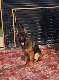 Pedigree German shepherd male available for sale