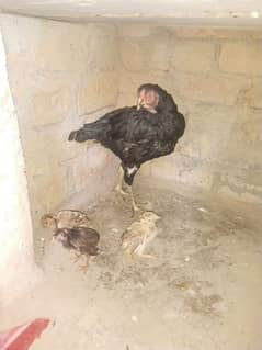 black mushki aseel mianwali female with chicks for sale