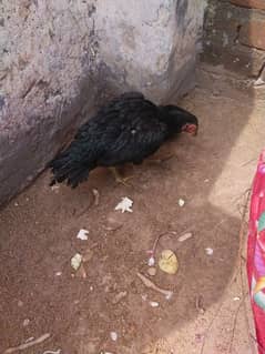 black mushki aseel mianwali female with chicks for sale