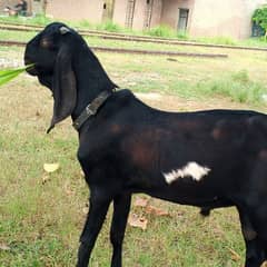 amratsari betal Bakra 6month  white dabbi. pure black 03210009040