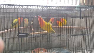 Love Birds For Sale