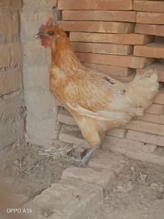 Desi Chiken For Sale