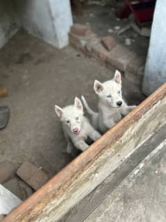 pure white huskey