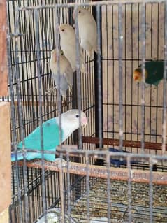 Love bird Breeder pair for sale with eggs and ready to breed