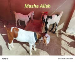 MashaAllah fully active and healthy Goats