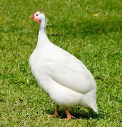 White Guinea fowl (only Male)