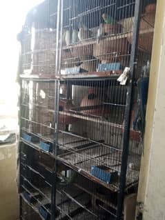 Budgies pairs for sale with cage