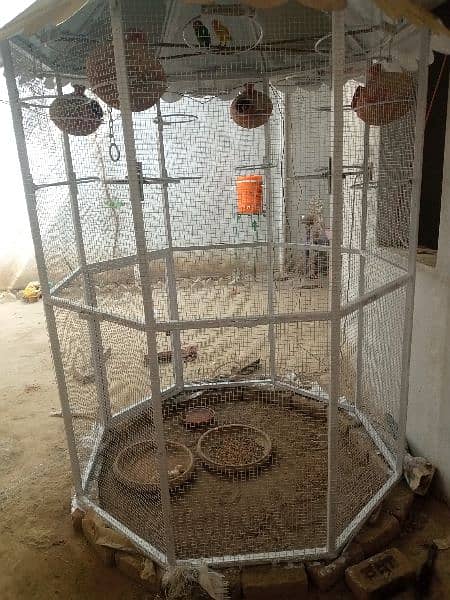 bird cage 1