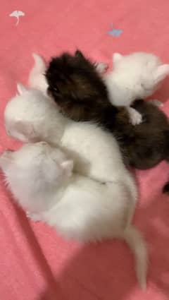 Persian kittens