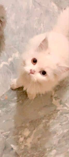 9 month Persian cat female odd eyes litter train 1