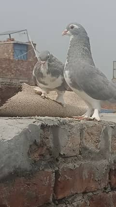 fancy sharazy pigeons