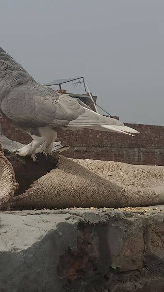 fancy sharazy pigeons 1