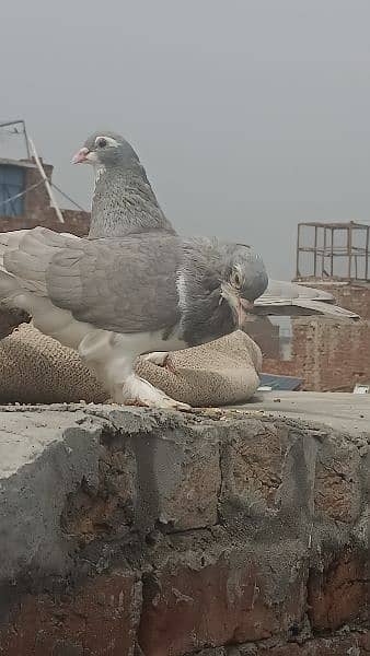 fancy sharazy pigeons 3