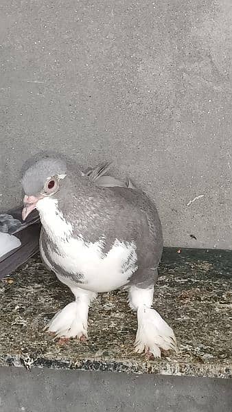 fancy sharazy pigeons 8