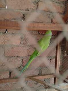 2 Mithu Ringneck Sell 1 Male 1 Female