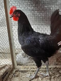 Australorp Commercial Male Availbale age almost 6 month