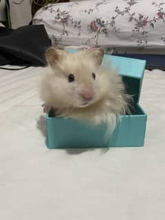 Cute Hamster