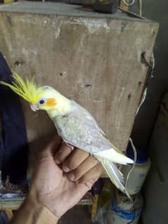 cocktail parret chick hand feed Wala for sale1piece1000ka ha