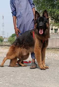 pink Pedigree long coated German shepherd dog for sale