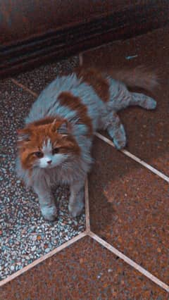 persian cat