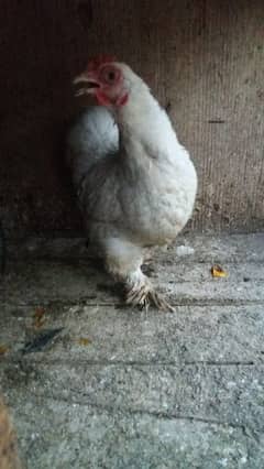 bantam hen or aggs available