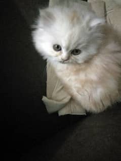 pure persian kitten