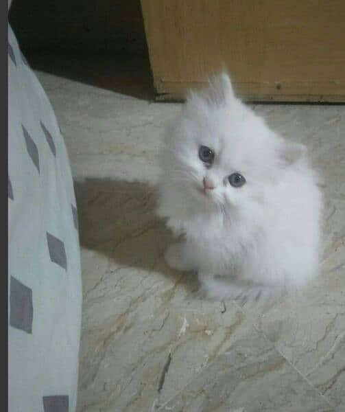 pure persian kitten 2