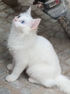 Beautiful 5-Month-Old Turkish Angora Kitten for Sale