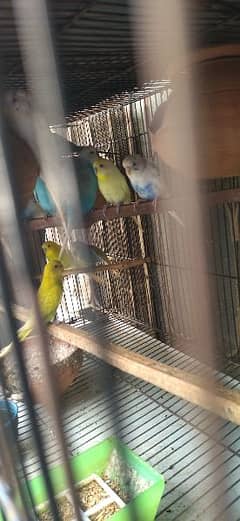 birds for sale