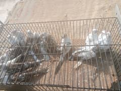 Diamond pied Red pied Blue Pied Dove Pairs