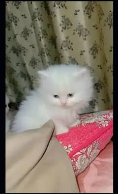 beautiful male kitten 0