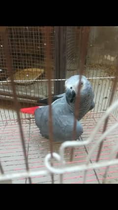 African Grey Parrot