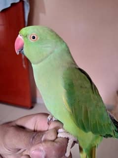 Green Ring Nack female hand tame healthy active only serious Buyer