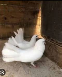 White fantail pigeon pair for sale