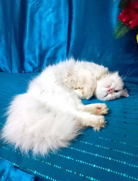 Blue eyes persian lovely cat full white color  and long court hair 5