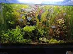 2.5 ft planted aquarium