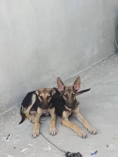 Male and female pure Olsion breed