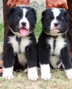 King Alabai pair pure breed security dog 2months for sale